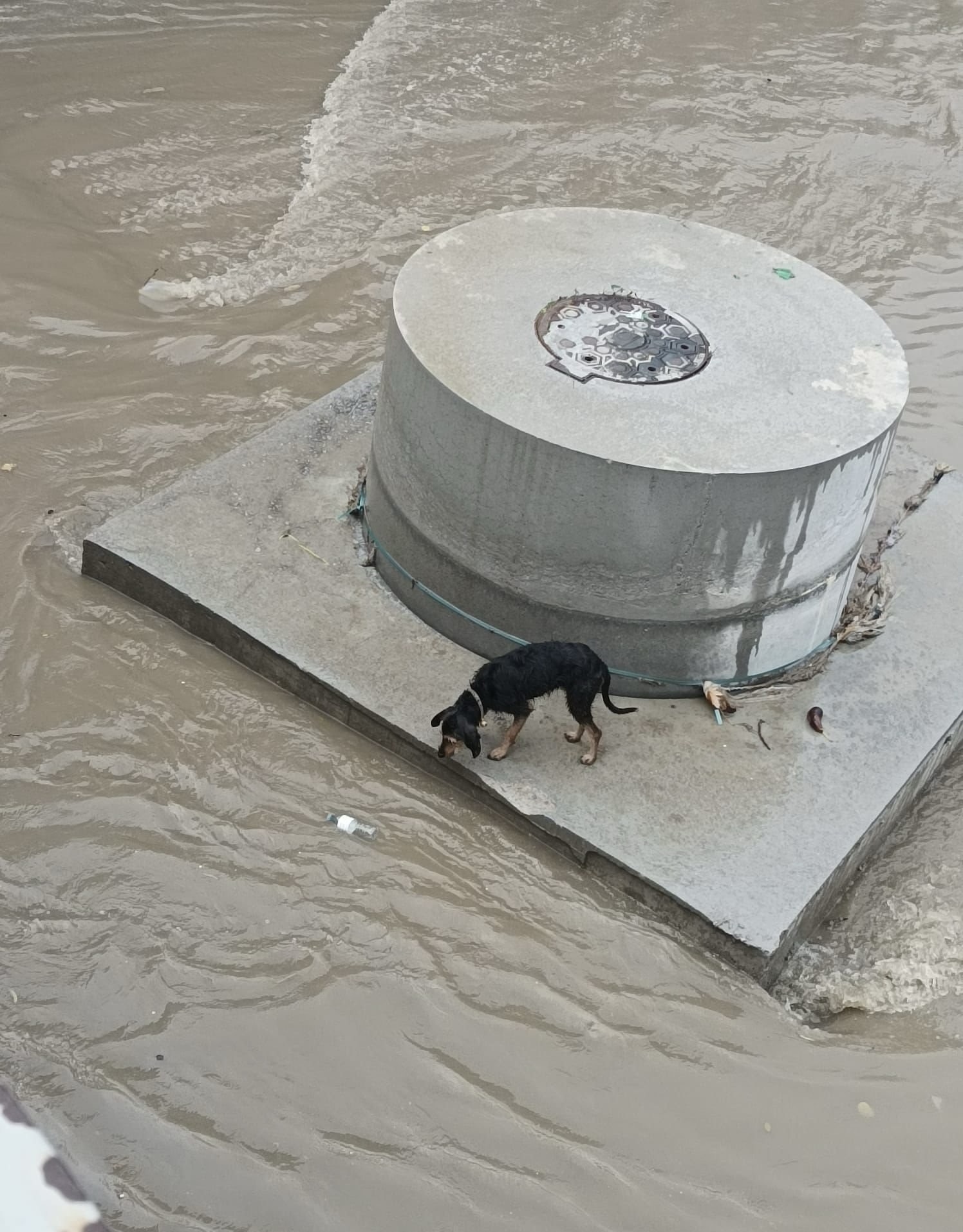 Su Seviyesi Yükseldi, Köpek Mahsur Kaldı!1