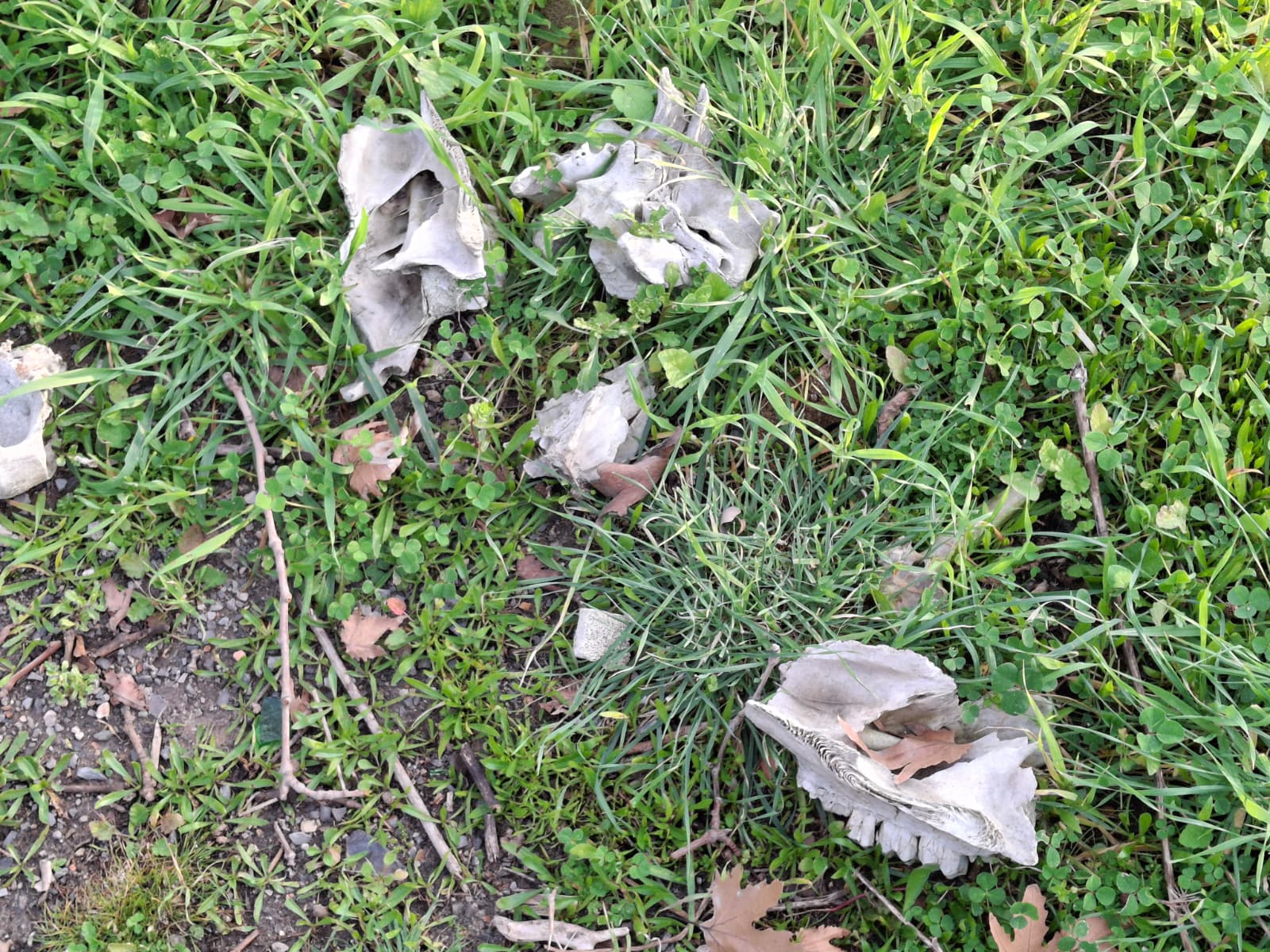 “İşte, burası tam da arka bahçe!”