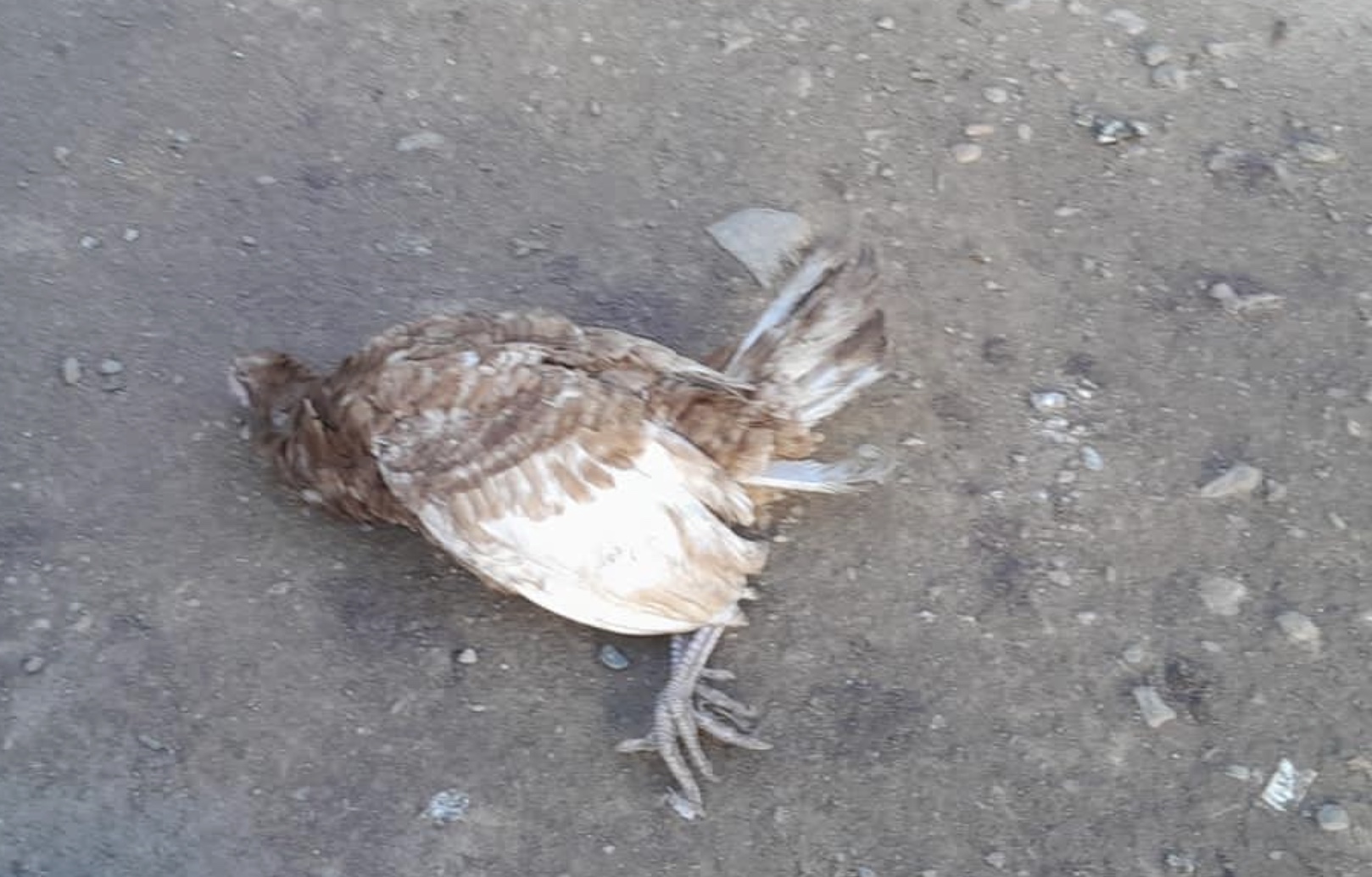 Görüntü 2.02.2026 15.26