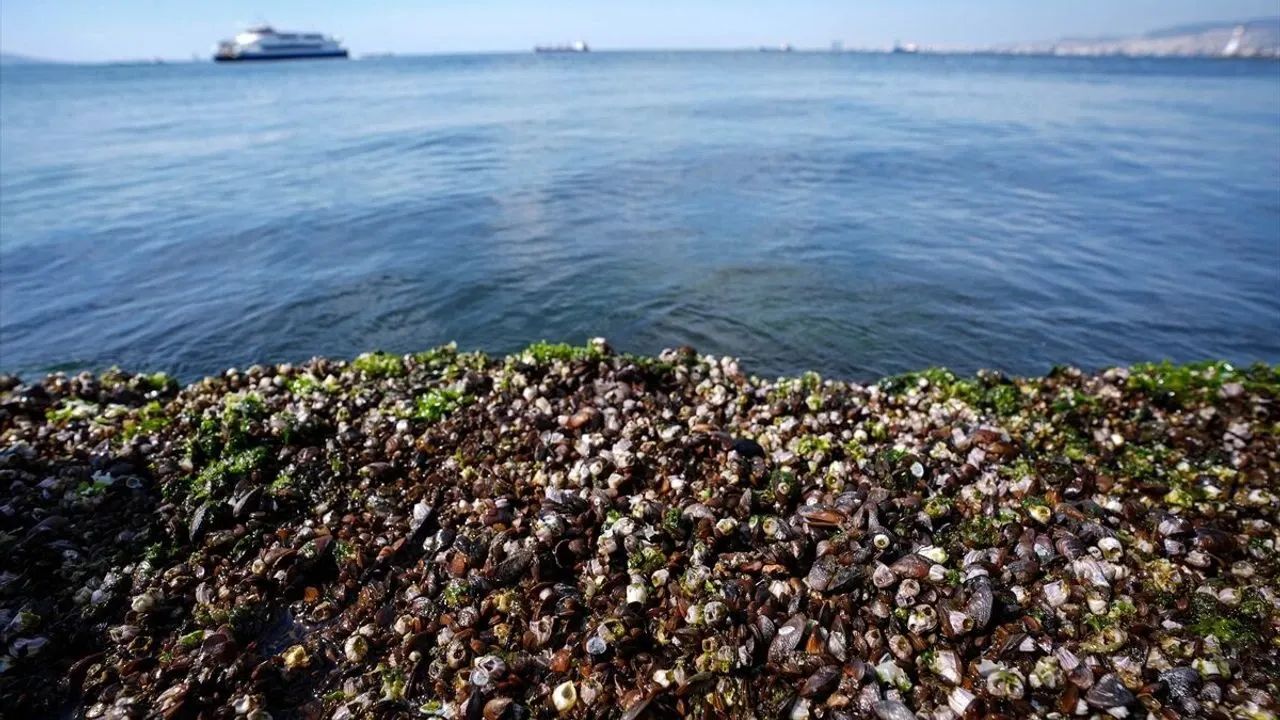 “İşi bilen insanlar İç Körfez’den balık yemez”