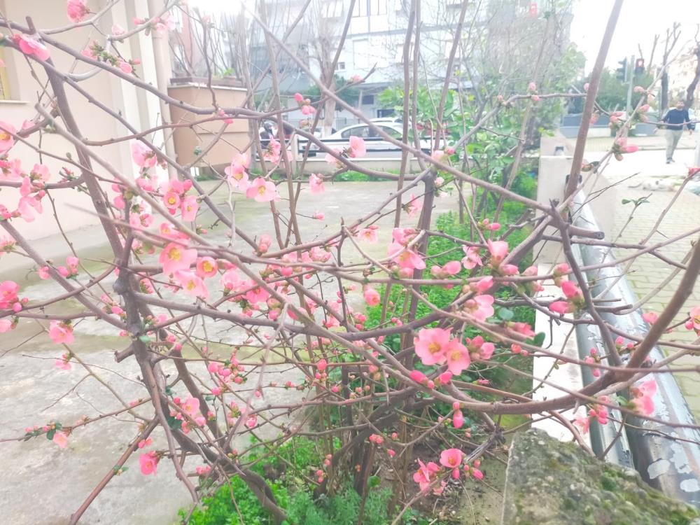 İzmir Ödemiş Ayva I