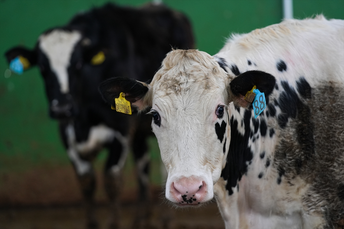 İzmir’den Büyükbaş Hayvancılığa Yenilik!2