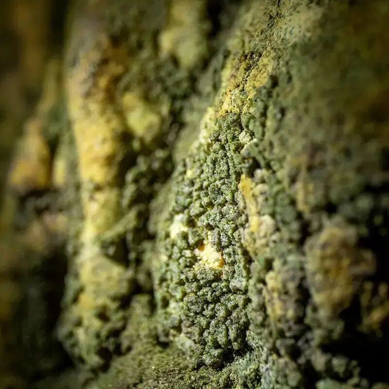 Karanlıkta Işleyen Fotosentez Sistemi1