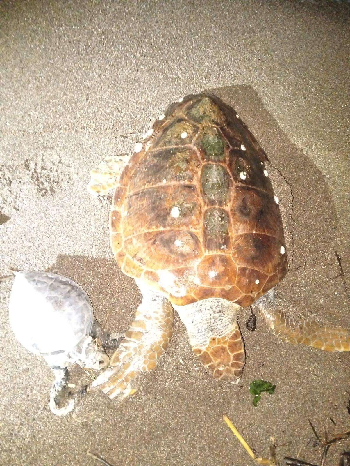 Marmaris’te Caretta Caretta Alarmı1