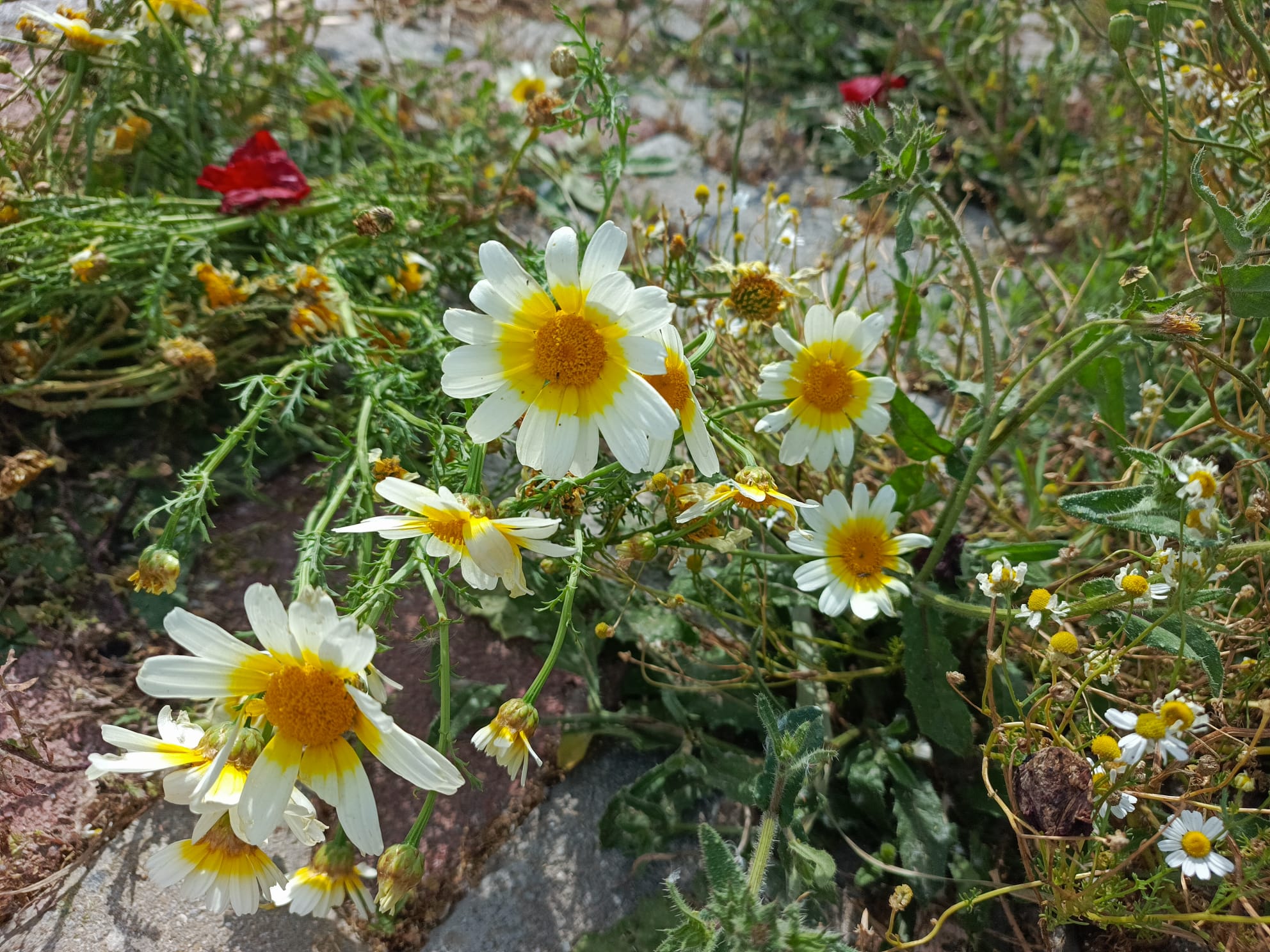 ELLERİNİ TUTMADAN YAPAMAM...