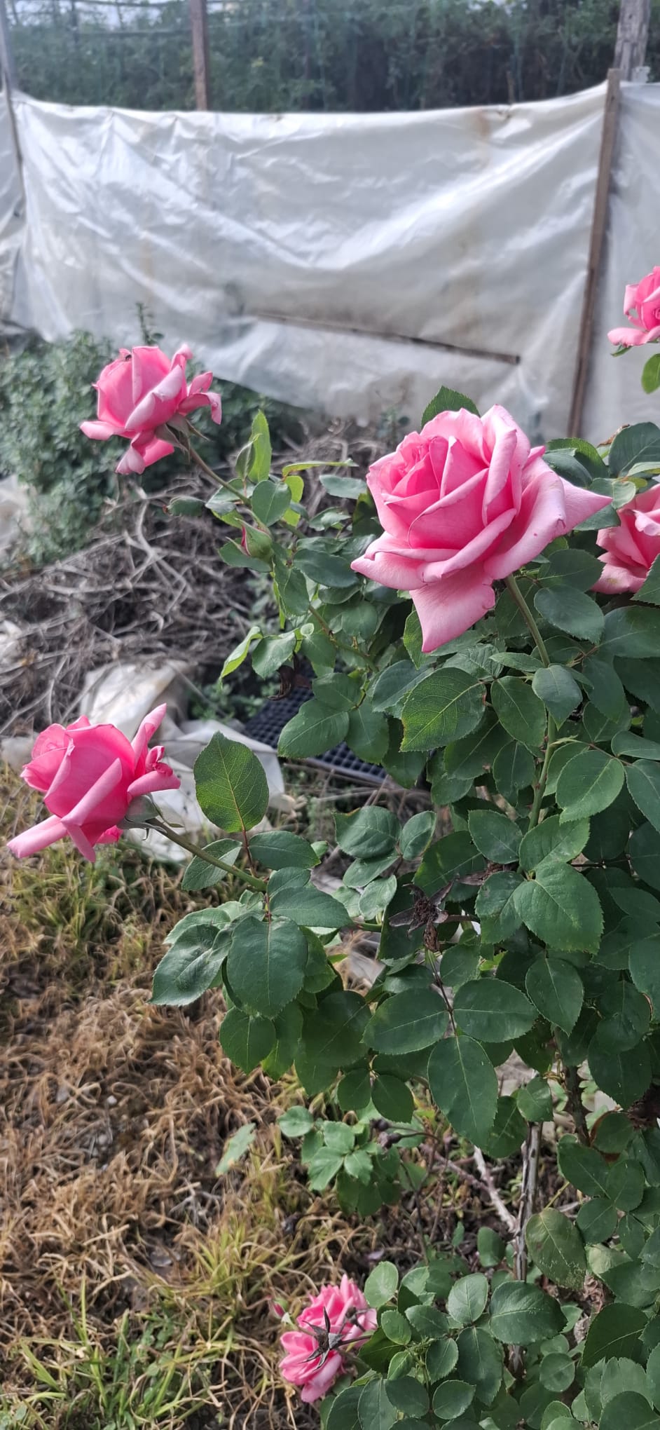 Whatsapp Image 2026 02 14 At 09.46.26