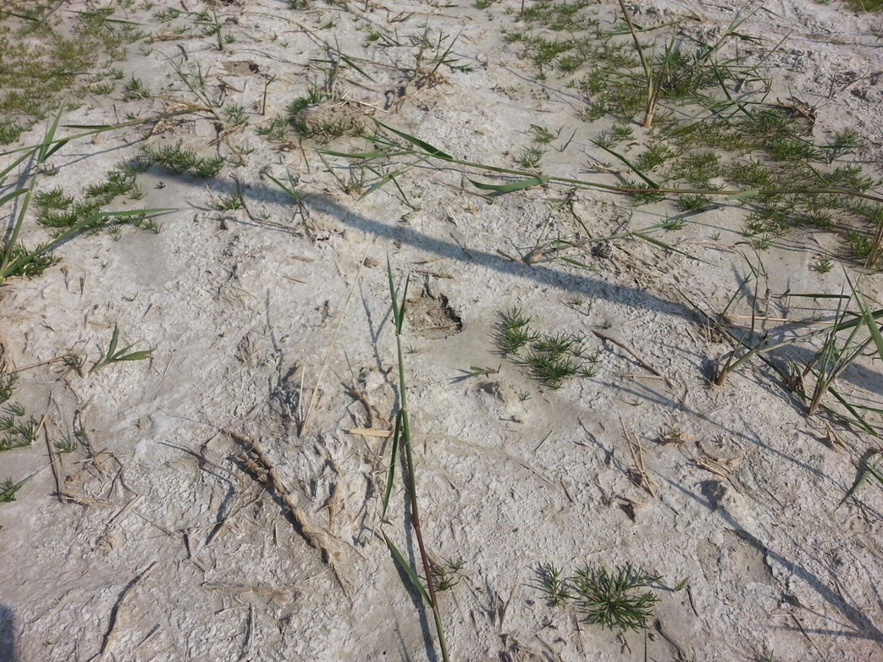 “3 metreyi bulacak gibi görünüyor”