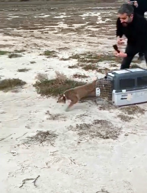 Yoğun Bakım Sonrası Özgürlük. Saz Kedisi Yeniden Doğal Yaşamında