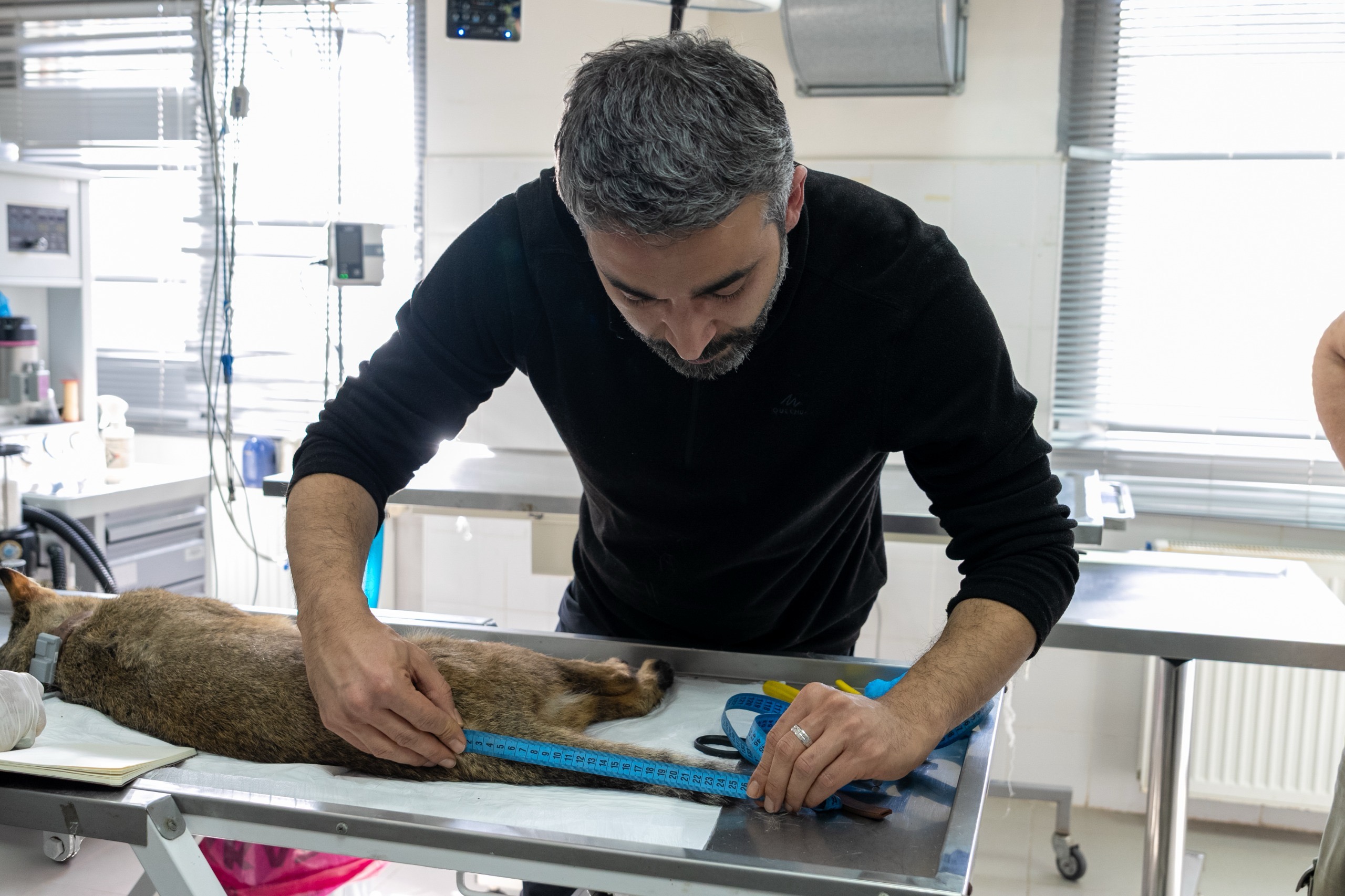 Yoğun Bakım Sonrası Özgürlük. Saz Kedisi Yeniden Doğal Yaşamında2
