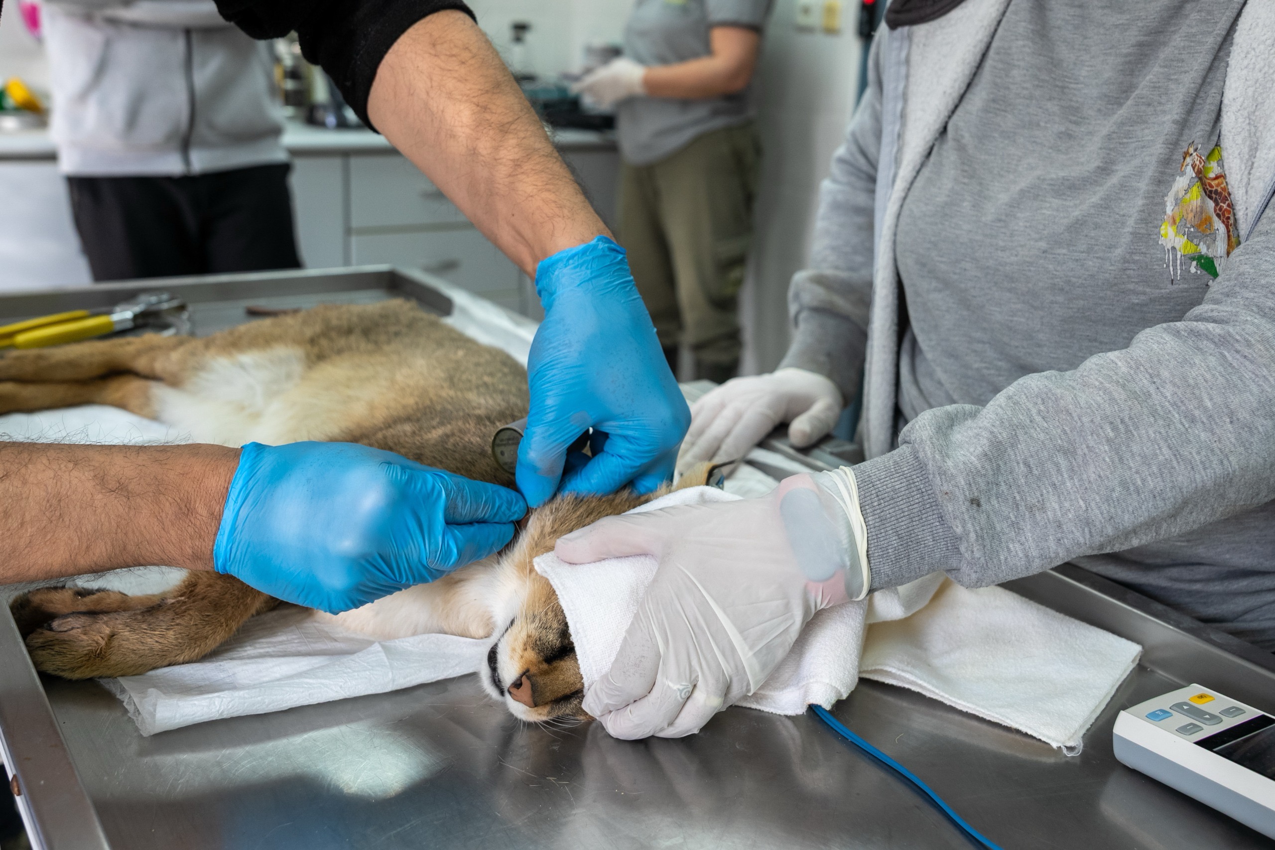 Yoğun Bakım Sonrası Özgürlük. Saz Kedisi Yeniden Doğal Yaşamında3