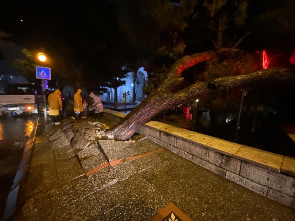 Asırlık Çam Yağmura Dayanamadı!