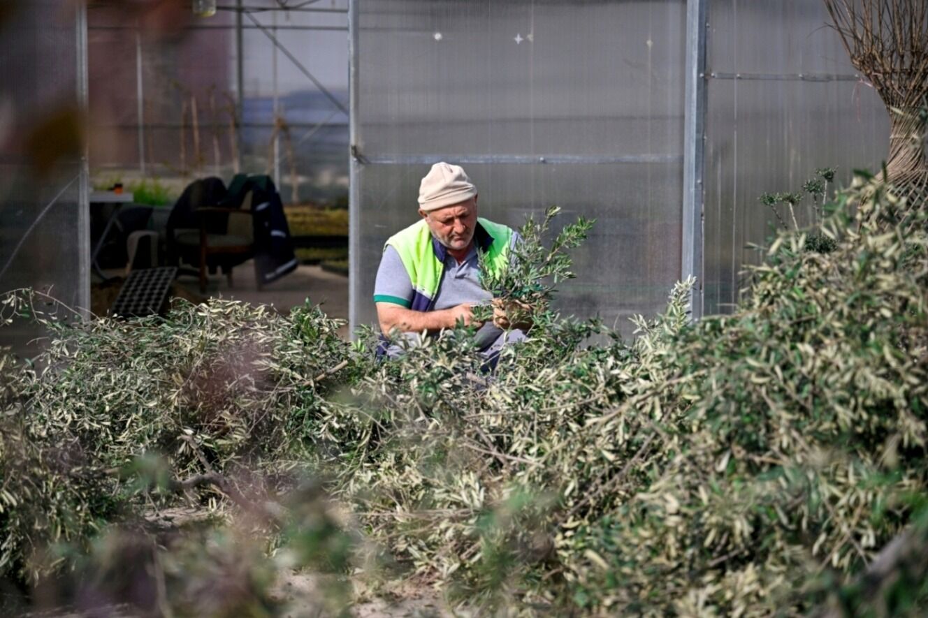 Meydan ve refüjlerde estetik peyzaj dokunuşları