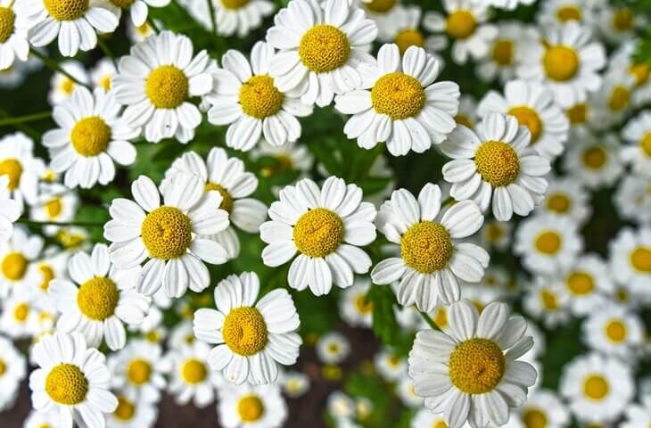 Bergama'da Papatyalar Coşarken...