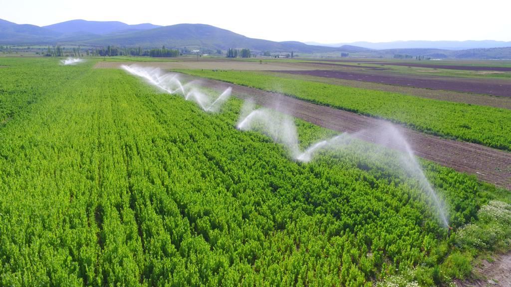 Bergama’daki Tarım Arazileri