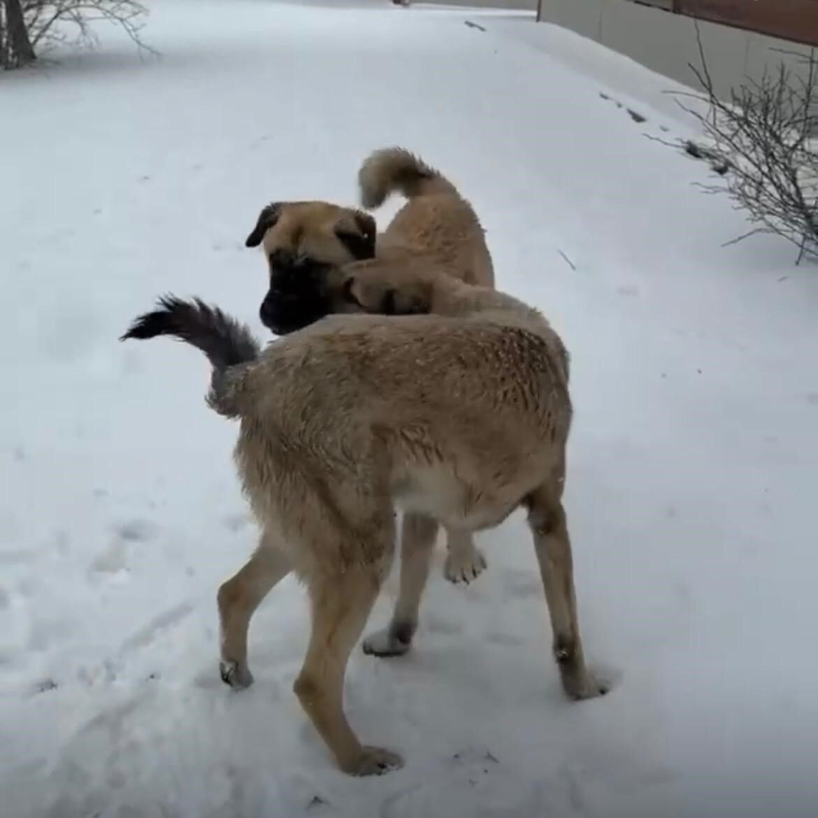 Bozdağ ve Karaburun zirveleri beyaza büründü
