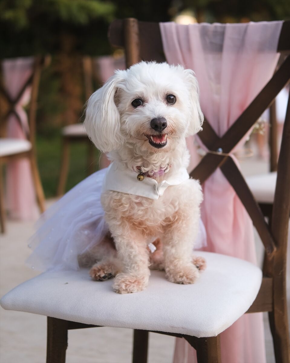 Bir köpekten çok daha fazlası: Tanışma vesilesi ve nikah şahidi 