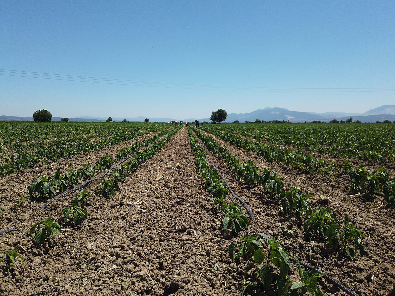 “Madalyonun bir yüzü kuraklık bir yüzü taşkın”