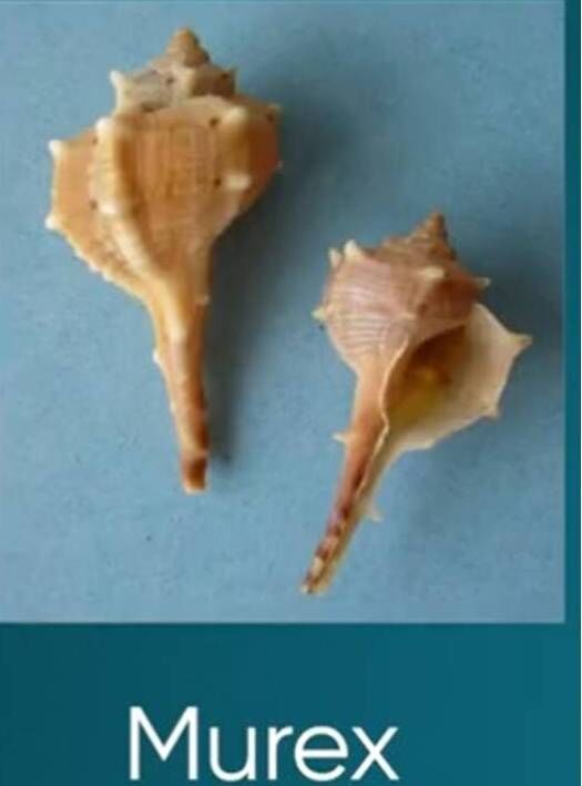 Sebahatti̇n Karaca Foça Moru 4