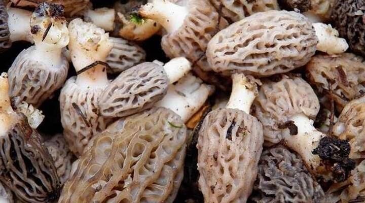 0X0 Kuzu Gobegi Mantari 1