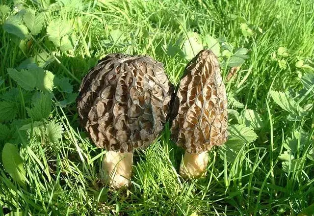 5C8D474F07291C1D7402785B