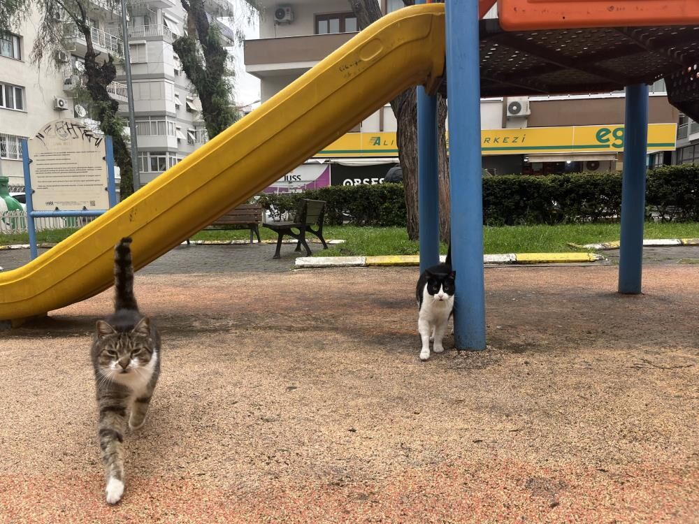 Balçova Kediler