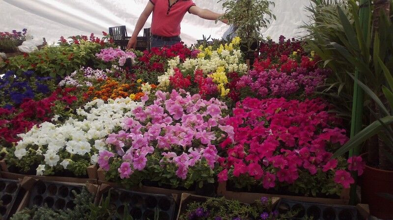 Bayındır Çiçek Festivali 1