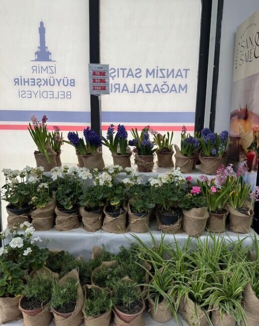 Zeytin üreticisine destek, sofralara uygun fiyat