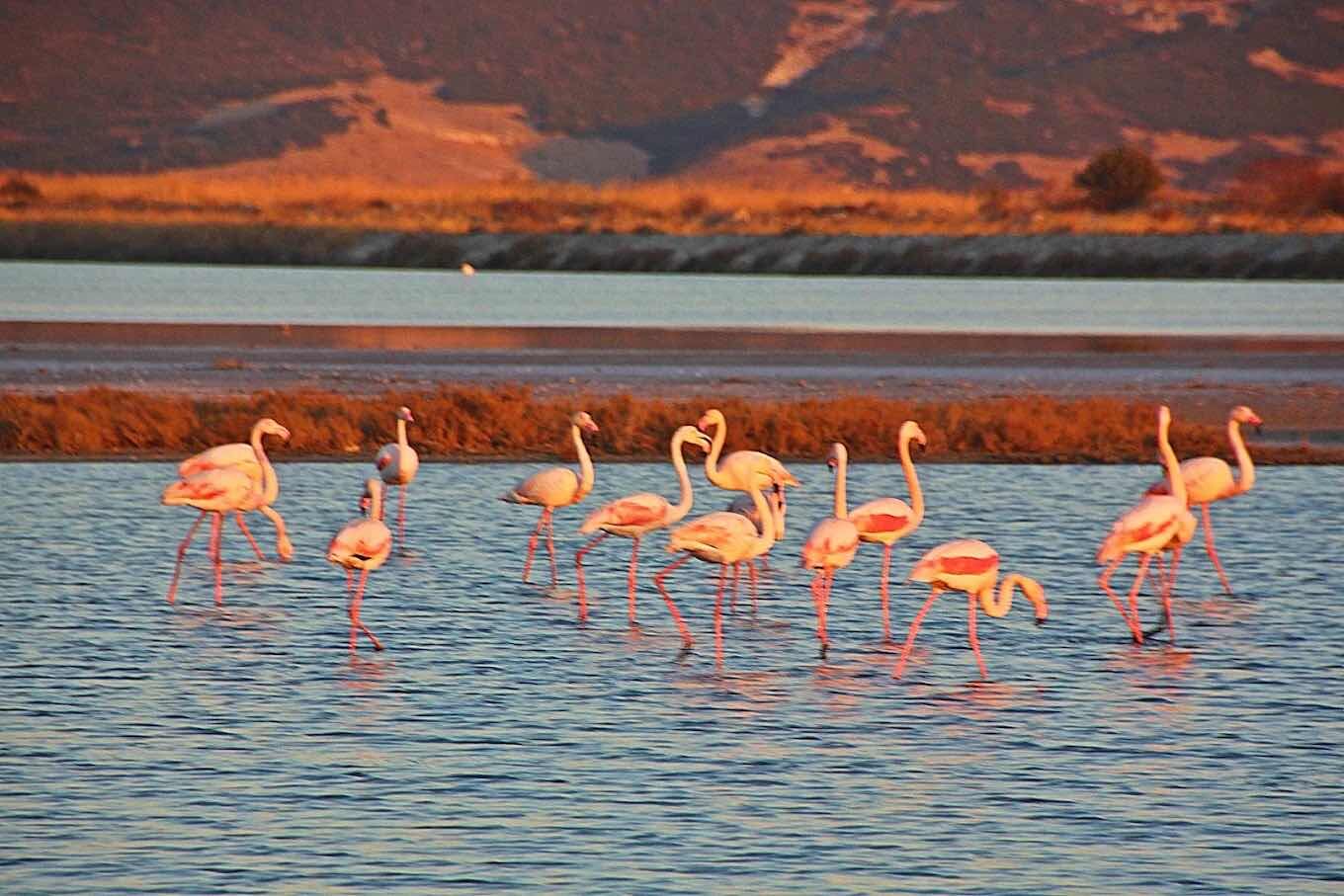 Izmir Menemen Flamingo