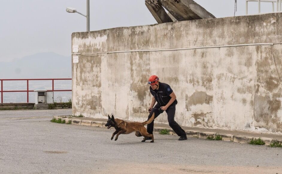 Barınaklardaki özel yetenekler keşfedilmeyi bekliyor