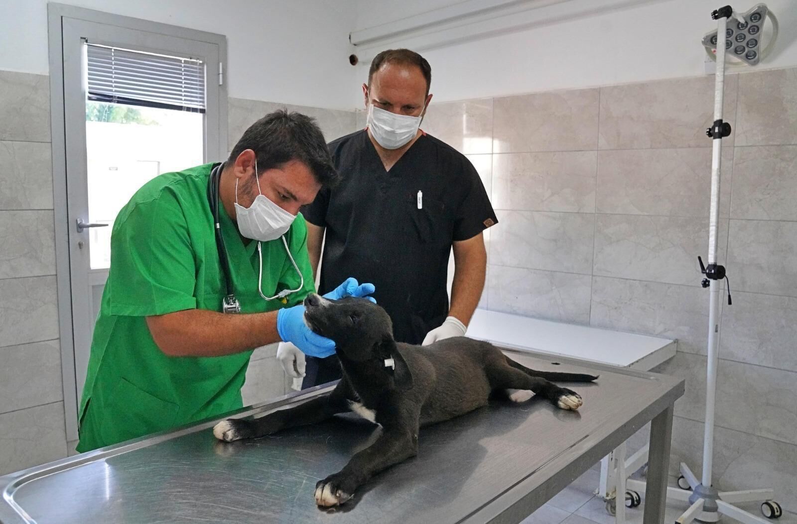 İzmir’de Iki Yılda 33 Bin Hayvana Şifa, Binlerce Cana Yeni Yuva (3)