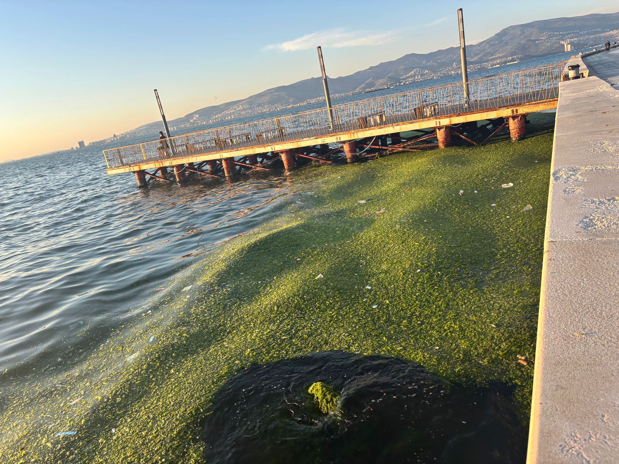 Deniz marulu çürüdüğünde balık ölümüne neden oluyor