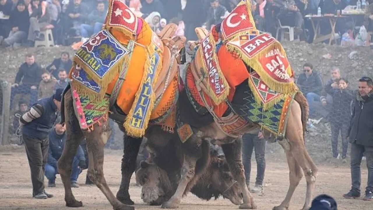 Deve Güreşi-4