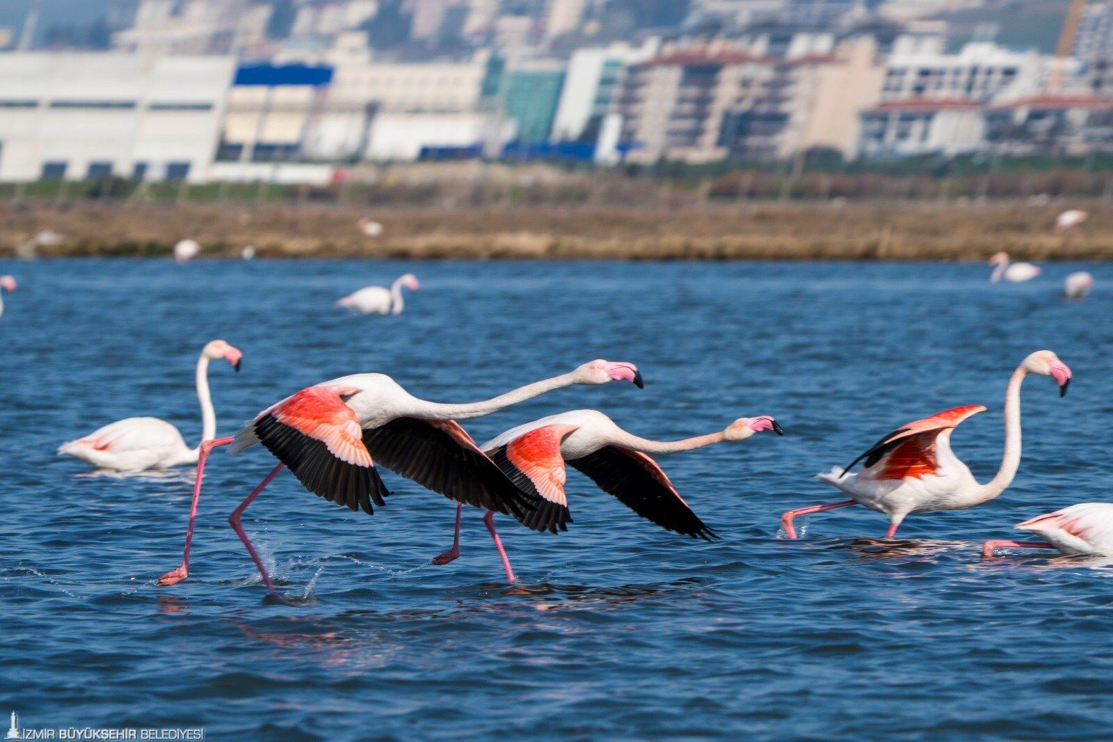Flamingo Yolu Izmir 1