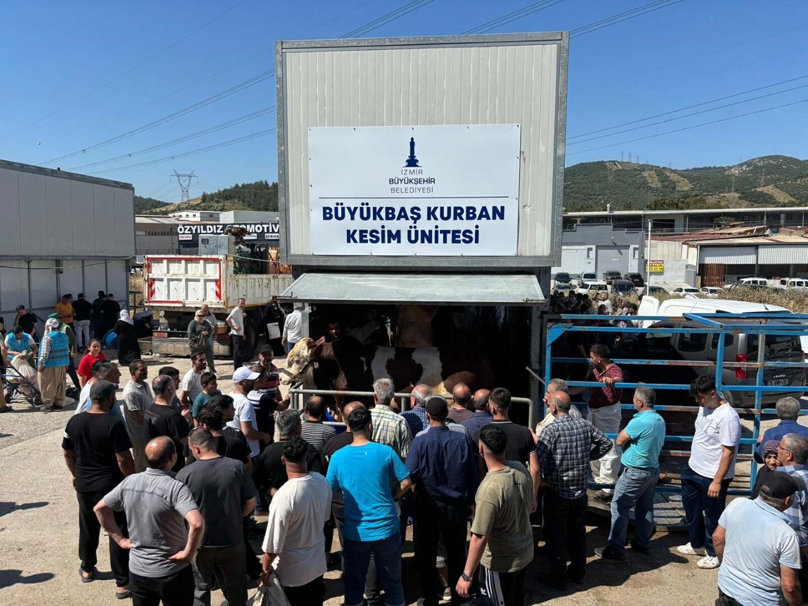 Erzurum’dan gelen 30 büyükbaş kapış kapış gitti