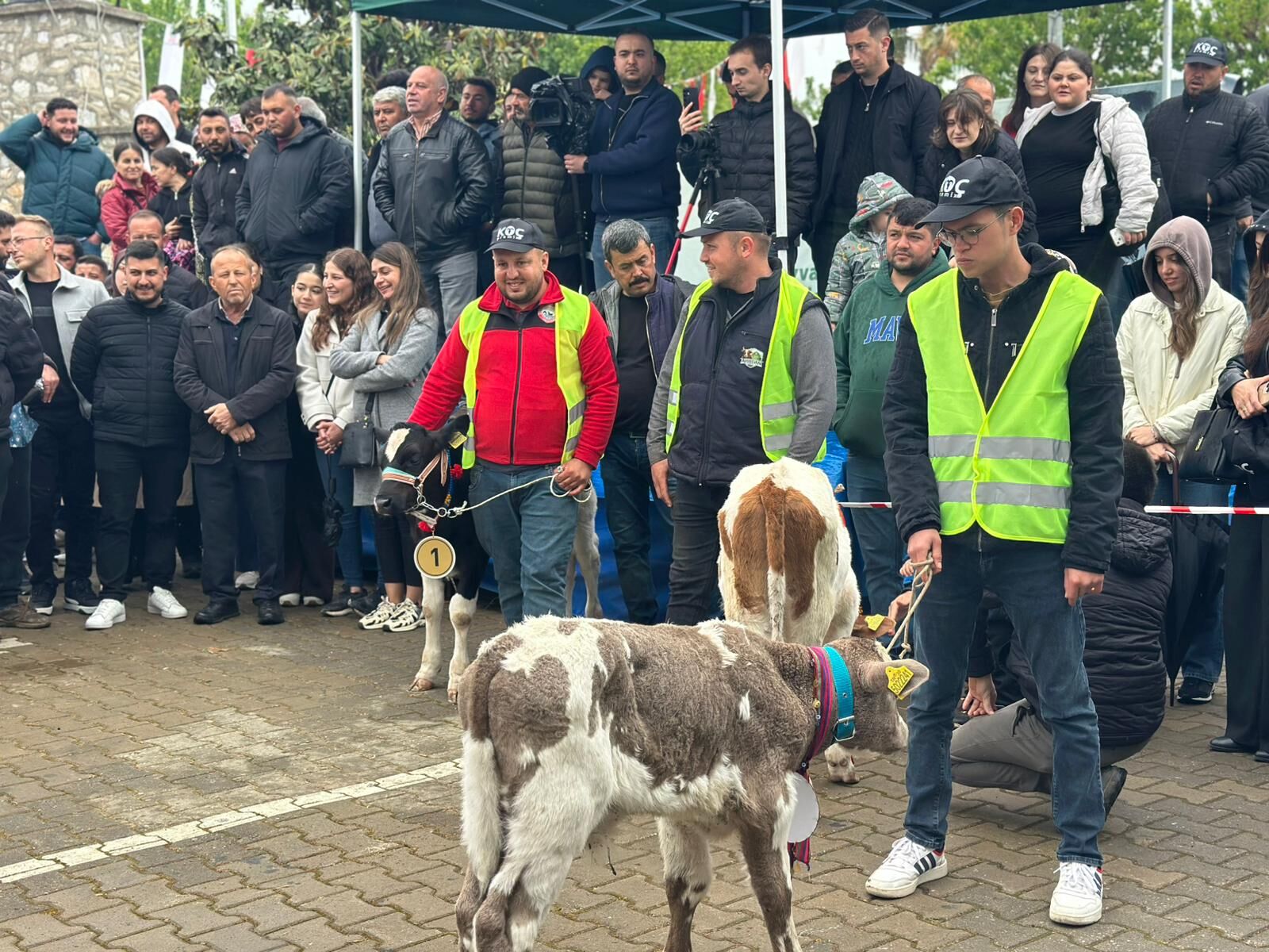 Ödemiş Buzağı (2)