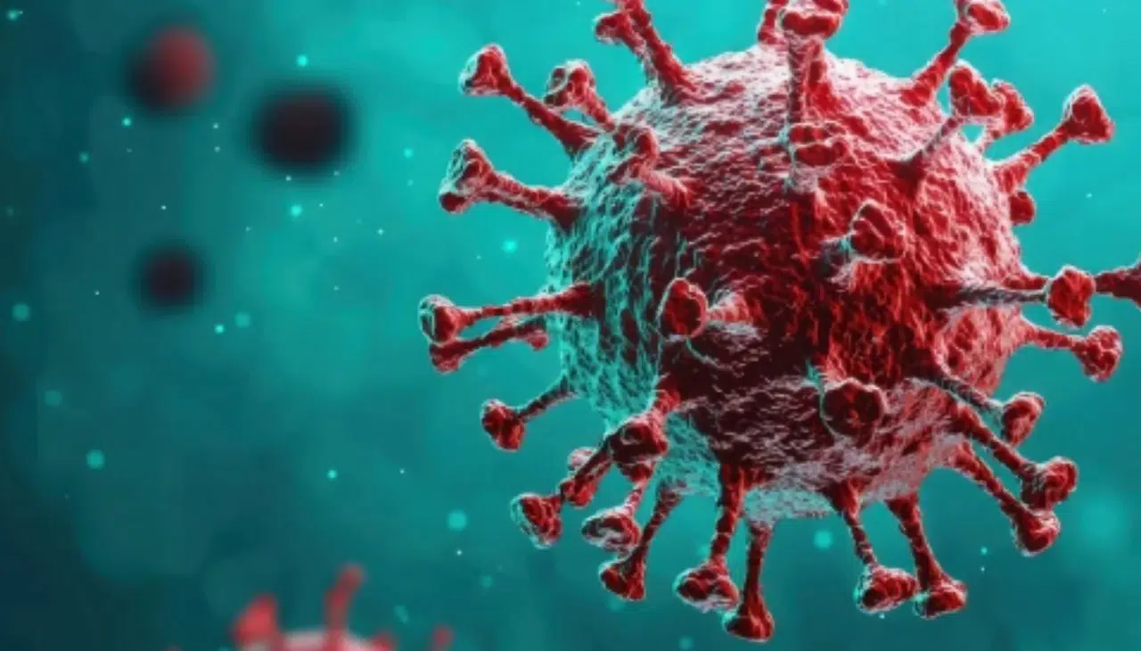 U0W9 Hantavirus Nedir Nasil Bulasir Olumcul Mu Belirtileri Neler Ilk Nerede Goruldu Kac Vaka Bildirildi