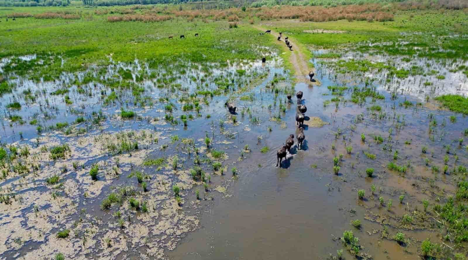 Görenler Afrika sandı. Ebrar Gölü'ndeki görüntüler Serengeti belgesellerini aratmadı