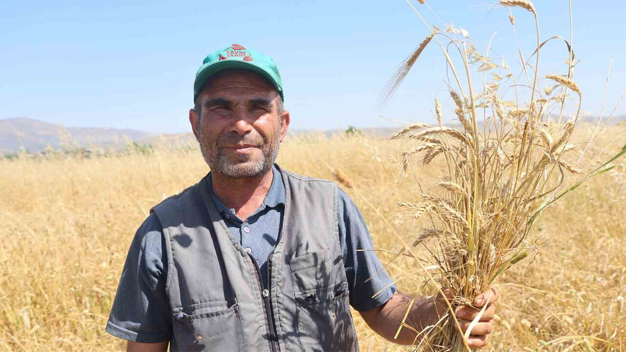 Amik Ovasi Bugday Hasadi1
