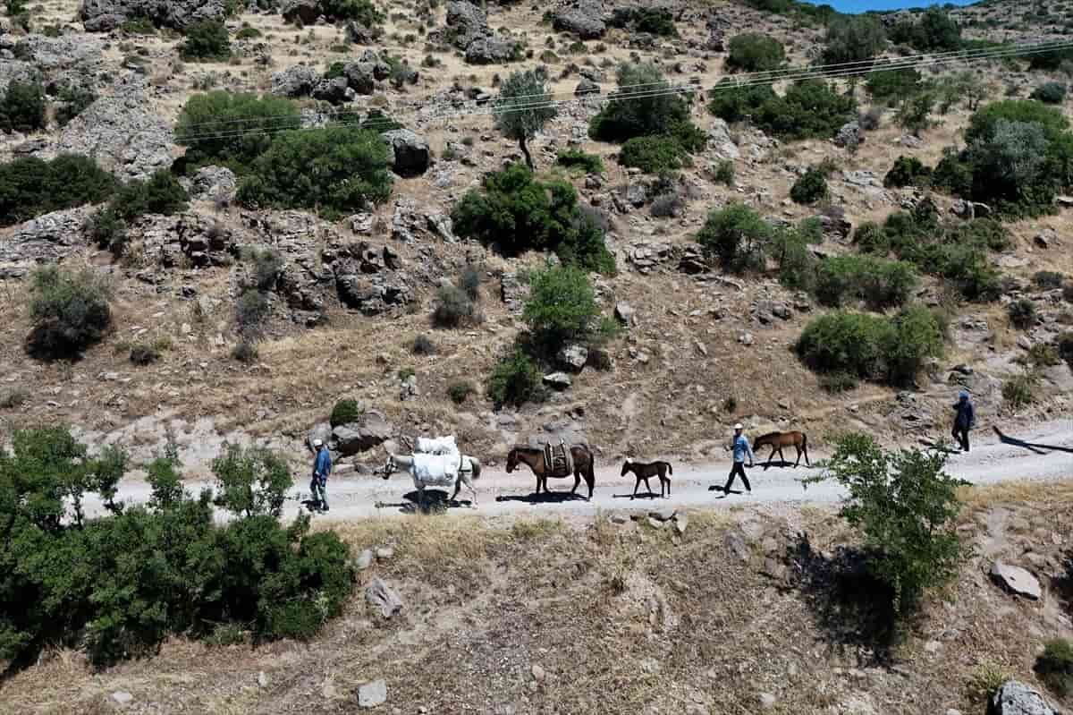 Mevsimlik Işçi 2