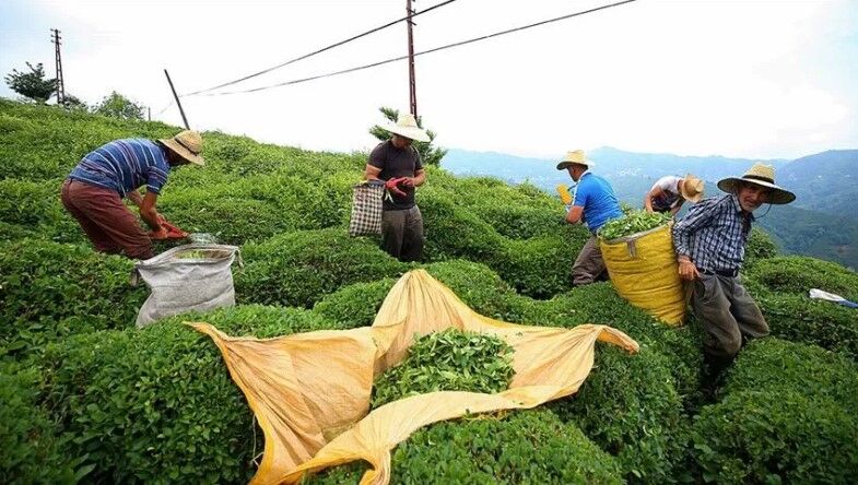 Çaya son üç ayda yüzde 45.5 oranında zam geldi