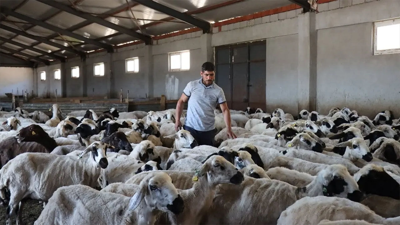 Erzincan Hayvancilik1