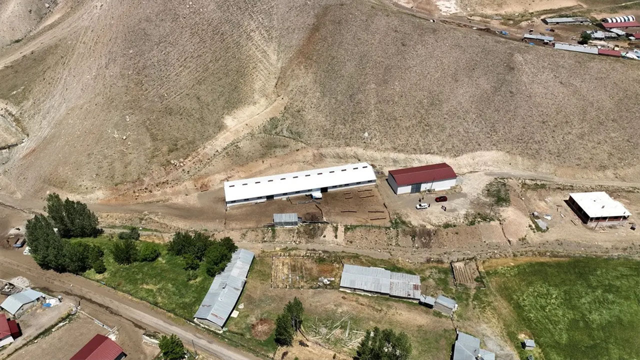 Erzincan Hayvancilik3