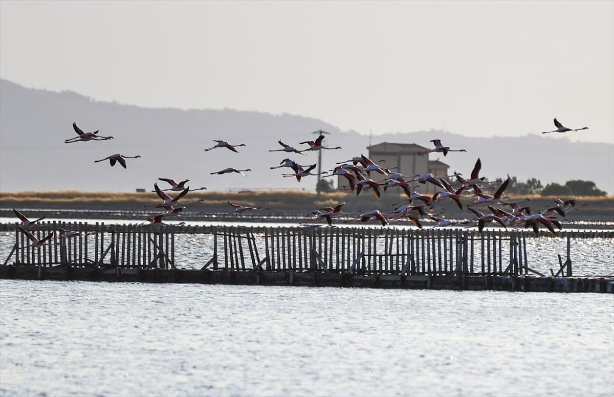 Gediz Deltası'nda Bebek Neşesi 4