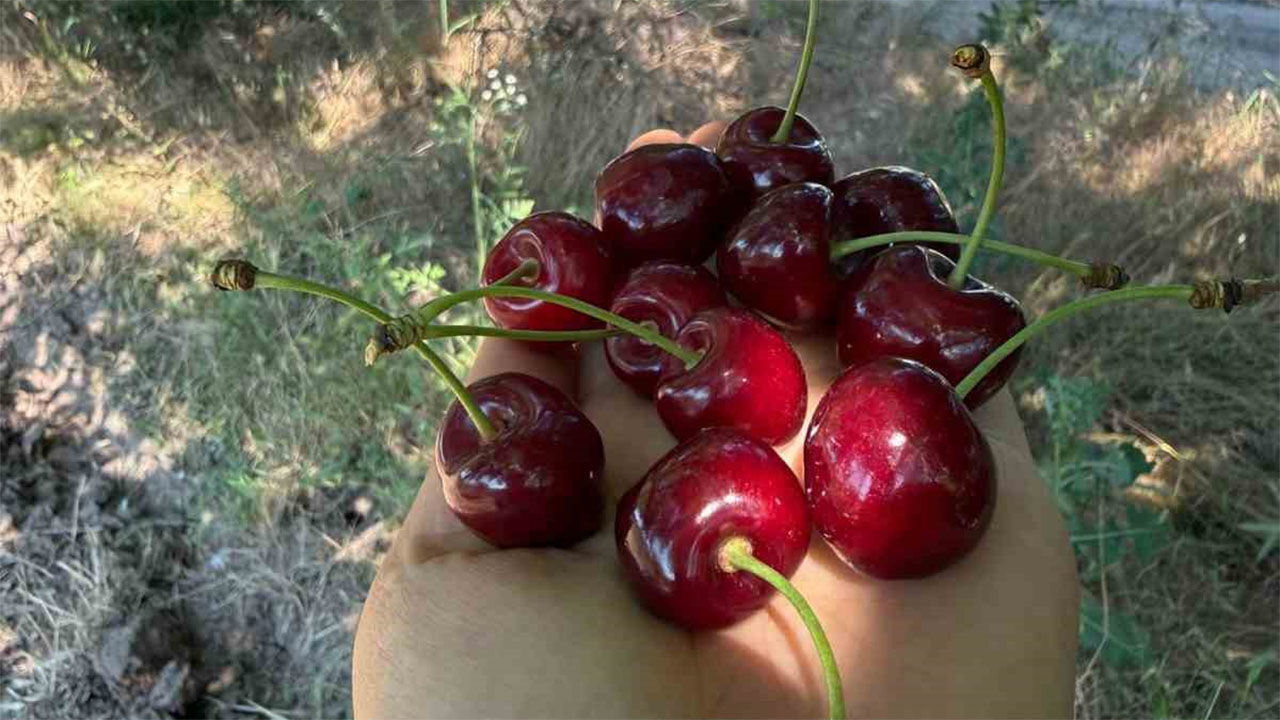 Golpazari Kiraz1