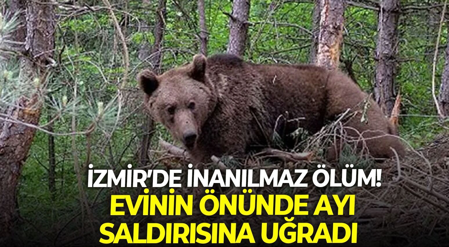 İzmir Seferhisar'da inanılmaz ölüm! Evinin önünde ayı saldırısına uğradı