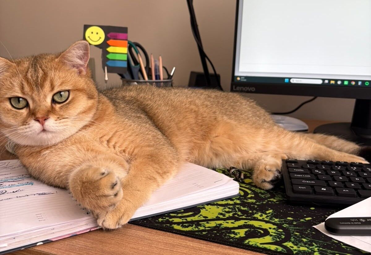 Kedi Silva Kayıp