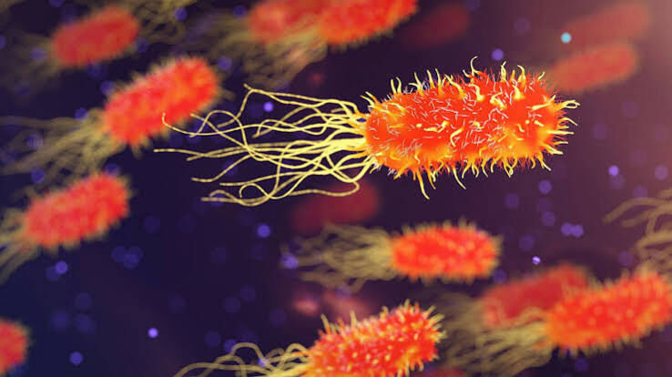 Listeria Bakterisi