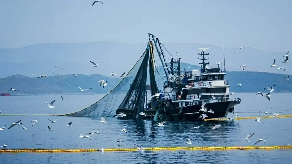 Ne Kadar Çok Yağmur Yağarsa O Yıl O Kadar Çok Balık Avı Olur