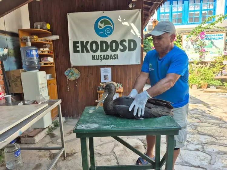 Uçamaz Halde Bulunan ‘Karaleylek’ Korumay
