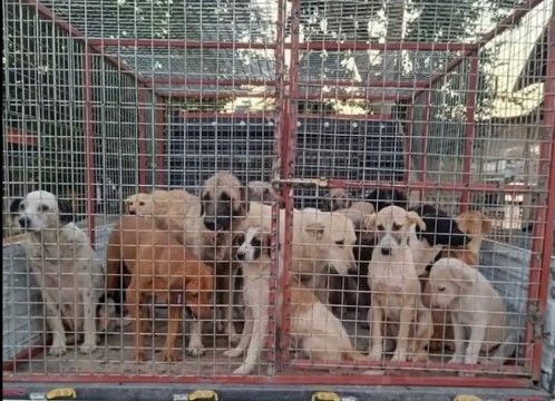 200'e yakın köpek gece yarısı operasyonuyla toplanmıştı